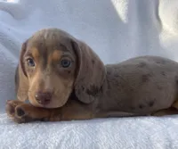 Noah, a male Dachshund for sale in Buffalo, MO – 4 of 7