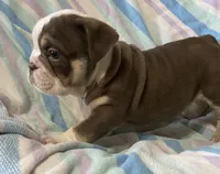 Chocolate girl 2, a female English Bulldog for sale in Buffalo, MO – 3 of 7