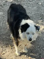 Farm dog, a male Miniature Australian Shepherd for sale in Buffalo, MO – 2 of 4