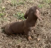 Small and sweet, a female Miniature Dachshund for sale in Buffalo, MO – 4 of 5