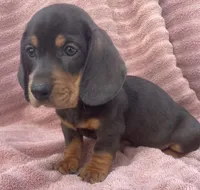 Leo, a female Miniature Dachshund for sale in Halfway, MO – 8 of 9