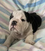 Black tri male 2, a male English Bulldog for sale in Buffalo, MO – 2 of 9