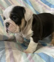 Black tru girl, a female English Bulldog for sale in Buffalo, MO – 6 of 6