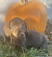 Sweet chocolate heart, a female Miniature Dachshund for sale in Buffalo, MO – 3 of 4