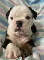 Black tri male, a male English Bulldog for sale in Buffalo, MO – 4 of 7