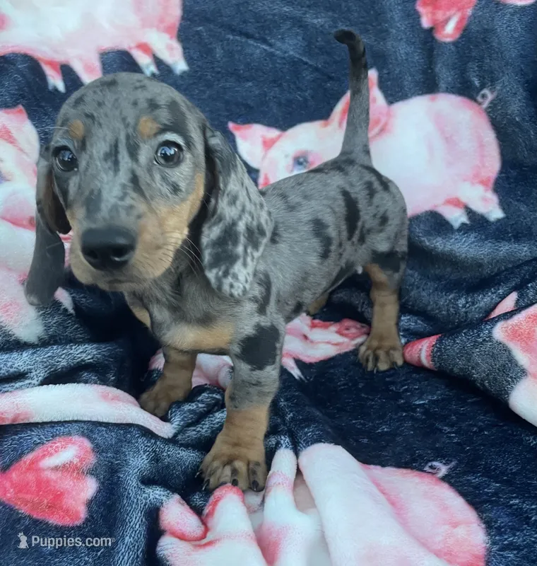Blue piebald girl  – Dachshund puppy for sale in Buffalo, MO