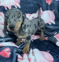 Blue piebald girl , a female Dachshund for sale in Buffalo, MO – 1 of 4