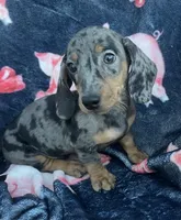 Blue piebald girl , a female Dachshund for sale in Buffalo, MO – 2 of 4