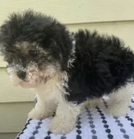 Teddy Bear 1, a male Bichon Frise and Shih Tzu for sale in Halfway, MO – 5 of 10