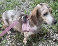 Leo, a female Miniature Dachshund for sale in Halfway, MO – 9 of 9