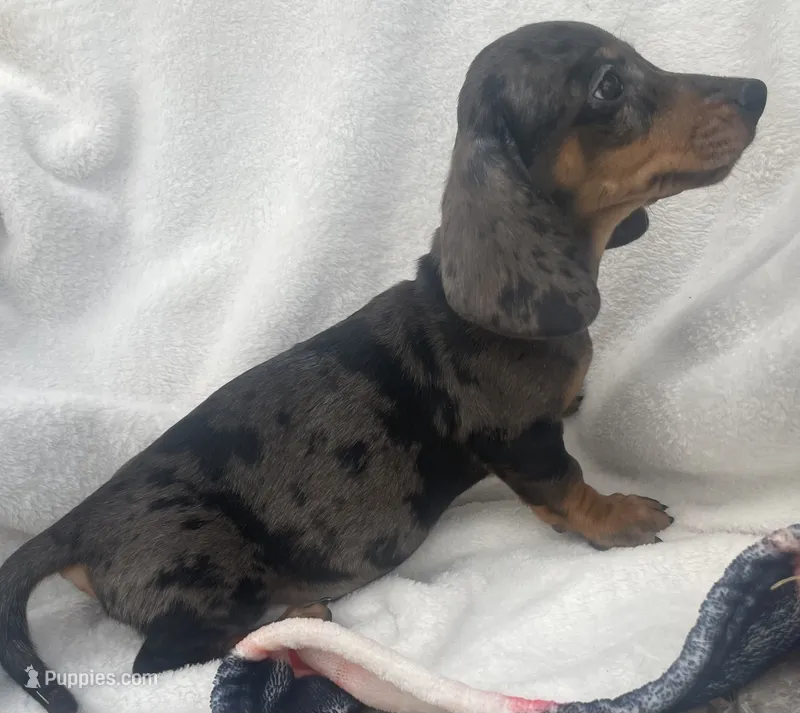 Blue dapple boy – Dachshund puppy for sale in Buffalo, MO