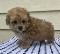 Teddy Bear 3, a male Bichon Frise and Shih Tzu for sale in Halfway, MO – 10 of 10