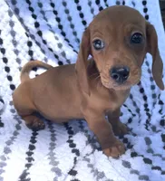 Frankie, a male Miniature Dachshund for sale in Halfway, MO – 6 of 10