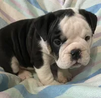 Black tri male 2, a male English Bulldog for sale in Buffalo, MO – 7 of 9