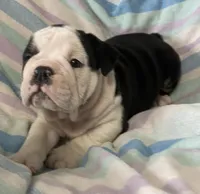 Black tri male 2, a male English Bulldog for sale in Buffalo, MO – 5 of 9