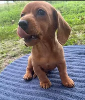 Zohan, a male Miniature Dachshund for sale in Halfway, MO – 3 of 7