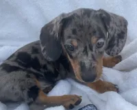 Sofia, a female Dachshund for sale in Buffalo, MO – 5 of 6