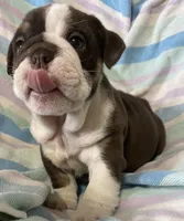Chocolate girl, a female English Bulldog for sale in Buffalo, MO – 5 of 6
