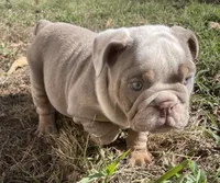 Potato , a male English Bulldog for sale in Buffalo, MO – 3 of 9
