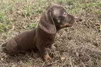 Small and sweet, a female Miniature Dachshund for sale in Buffalo, MO – 3 of 5
