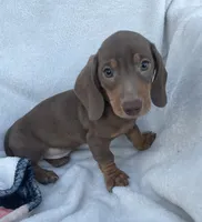 Dunkin, a male Miniature Dachshund for sale in Buffalo, MO – 5 of 6