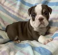 Chocolate girl 2, a female English Bulldog for sale in Buffalo, MO – 5 of 7