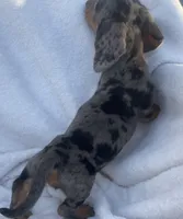 Sofia, a female Dachshund for sale in Buffalo, MO – 6 of 6