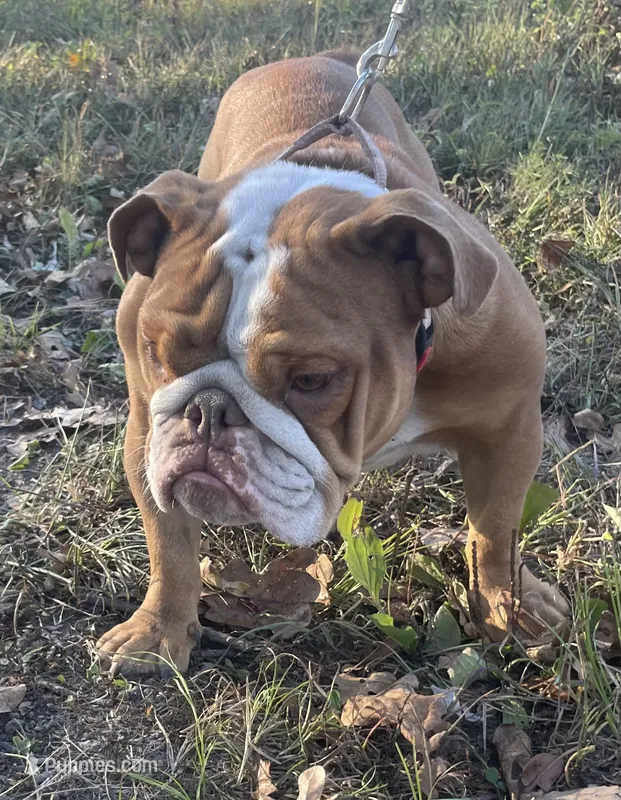 Katie – English Bulldog puppy for sale in Buffalo, MO