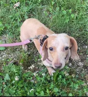 Frankie, a male Miniature Dachshund for sale in Halfway, MO – 7 of 10