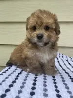 Teddy Bear 3, a male Bichon Frise and Shih Tzu for sale in Halfway, MO – 8 of 10