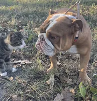 Katie, a female English Bulldog for sale in Buffalo, MO – 1 of 3