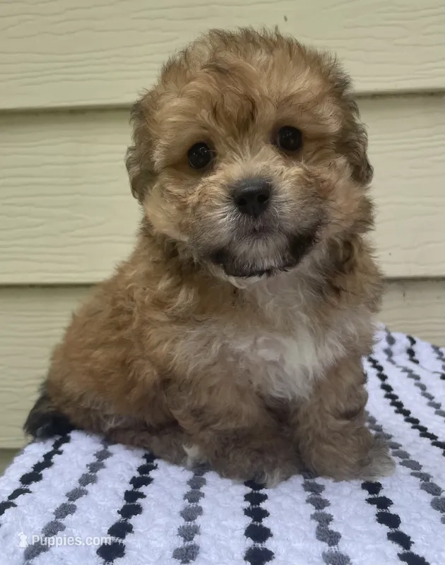 Teddy Bear 3 – Bichon Frise, Shih Tzu puppy for sale in Halfway, MO