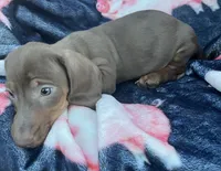 Chocolate Boy, a male Dachshund for sale in Buffalo, MO – 3 of 4
