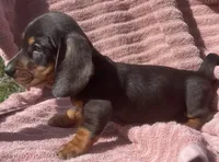 Leo, a female Miniature Dachshund for sale in Halfway, MO – 7 of 9