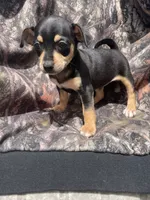 Bell girl, a female Chihuahua for sale in Buffalo, MO – 2 of 5