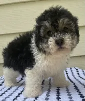 Teddy Bear 1, a male Bichon Frise and Shih Tzu for sale in Halfway, MO – 8 of 10