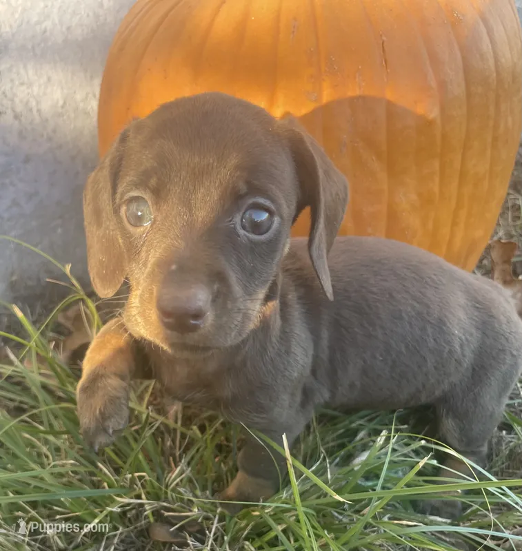 Sweet chocolate heart – Miniature Dachshund puppy for sale in Buffalo, MO