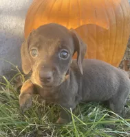 Sweet chocolate heart, a female Miniature Dachshund for sale in Buffalo, MO – 1 of 4