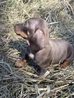 Joy-chocolate, a female Miniature Dachshund for sale in Buffalo, MO – 5 of 6