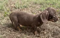 Small and sweet, a female Miniature Dachshund for sale in Buffalo, MO – 5 of 5