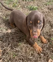 Sweet and playful, a male Miniature Dachshund for sale in Buffalo, MO – 6 of 8