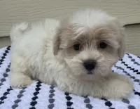 Teddy Bear 2, a male Bichon Frise and Shih Tzu for sale in Halfway, MO – 8 of 9