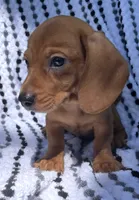 Frankie, a male Miniature Dachshund for sale in Halfway, MO – 2 of 10