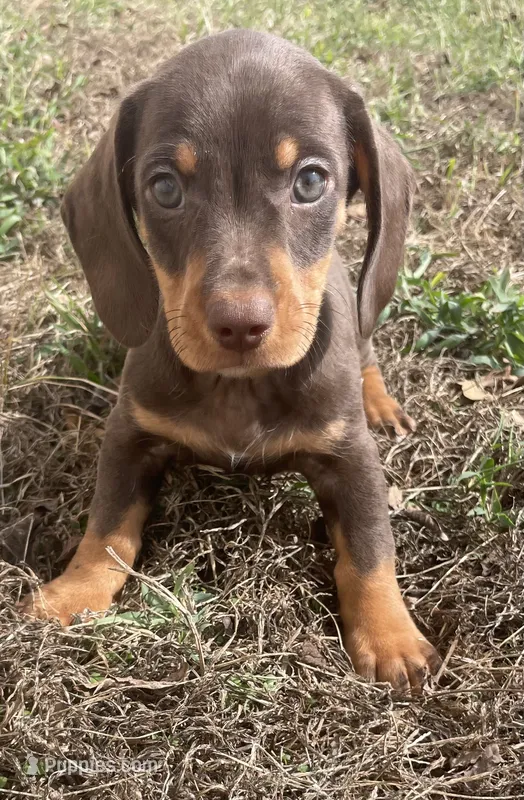 Sweet and playful – Miniature Dachshund puppy for sale in Buffalo, MO
