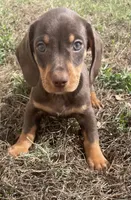 Sweet and playful, a male Miniature Dachshund for sale in Buffalo, MO – 1 of 8