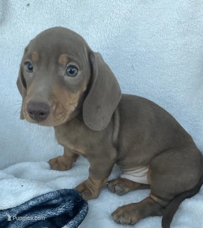 Dunkin – Miniature Dachshund puppy for sale in Buffalo, MO