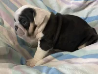 Black tru girl, a female English Bulldog for sale in Buffalo, MO – 4 of 6