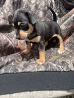 Bell girl, a female Chihuahua for sale in Buffalo, MO – 4 of 5