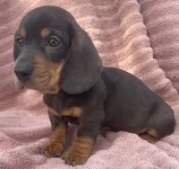 Leo, a female Miniature Dachshund for sale in Halfway, MO – 4 of 9