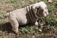 Potato , a male English Bulldog for sale in Buffalo, MO – 4 of 9